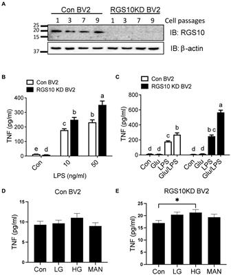 RGS10 mitigates high glucose-induced microglial inflammation via the reactive oxidative stress pathway and enhances synuclein clearance in microglia